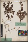 Foto von Salix aurita L.